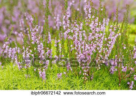 Heather flower and maidenhair moss View Large Photo Image Stock Image - Heather flower and maidenhair moss. Fotosearch