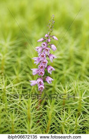Heather flower and maidenhair moss View Large Photo Image Stock Photography - Heather flower and maidenhair moss. Fotosearch