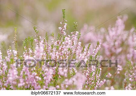 Heather, heath blossom View Large Photo Image Stock Photo - Heather, heath blossom. Fotosearch