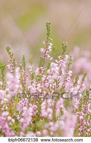 Heather, heath blossom View Large Photo Image Stock Photo - Heather, heath blossom. Fotosearch