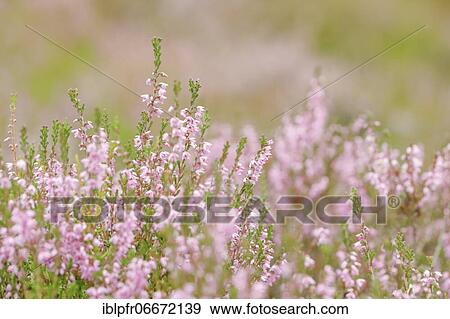 Stock Photo - Heather, heath blossom. Fotosearch