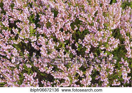 Stock Photograph - Heather, heath blossom. Fotosearch
