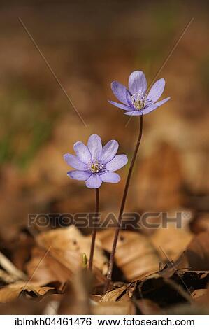 Hepatica, also liver leaf or liverwort (Hepatica nobilis), Thuringia, Germany, Europe View Large Photo Image Stock Photograph - Hepatica, also liver leaf or liverwort (Hepatica nobilis), Thuringia, Germany, Europe. Fotosearch