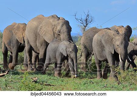 Stock Image - Herd of African bush elephants (Loxodonta africana) moving, Kruger National Park, South Africa, Africa. Fotosearch