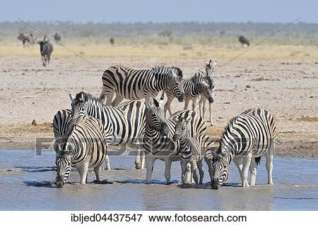 Herd of Burchell's zebras (Equus quagga burchellii), drinking in a waterhole, Etosha National Park, Namibia, Africa View Large Photo Image Stock Photo - Herd of Burchell's zebras (Equus quagga burchellii), drinking in a waterhole, Etosha National Park, Namibia, Africa. Fotosearch