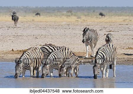 Stock Photo - Herd of Burchell's zebras (Equus quagga burchellii), drinking in a waterhole, Etosha National Park, Namibia, Africa. Fotosearch