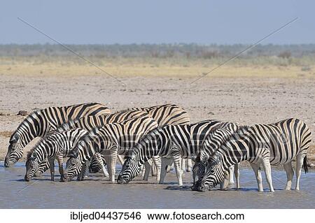 Herd of Burchell's zebras (Equus quagga burchellii), drinking in a waterhole, Etosha National Park, Namibia, Africa View Large Photo Image Stock Photograph - Herd of Burchell's zebras (Equus quagga burchellii), drinking in a waterhole, Etosha National Park, Namibia, Africa. Fotosearch