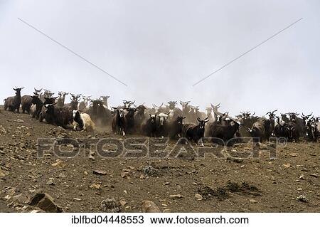 Stock Image - Herd of goats in search of food in barren landscape, Upper Mustang, Jhong, Mustang District, Nepal, Asia. Fotosearch