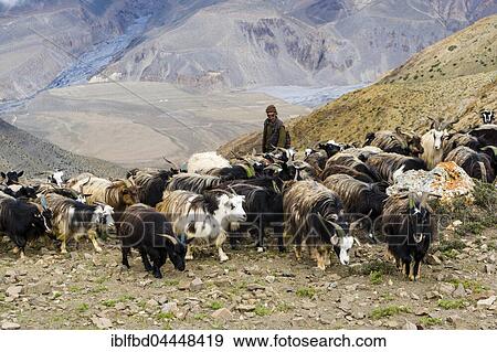Herd of goats in search of food in barren landscape, Upper Mustang, Jhong, Mustang District, Nepal, Asia View Large Photo Image Stock Photo - Herd of goats in search of food in barren landscape, Upper Mustang, Jhong, Mustang District, Nepal, Asia. Fotosearch