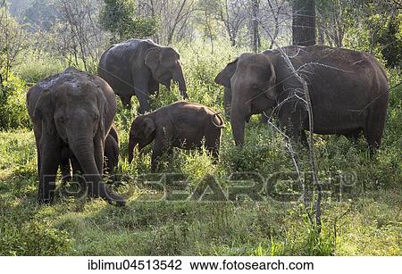 Herd of wild Asian elephants (Elephas maximus), Hurulu Eco Park biosphere reserve, Habarana, Anuradhapura District, Sri Lanka, Asia View Large Photo Image Stock Image - Herd of wild Asian elephants (Elephas maximus), Hurulu Eco Park biosphere reserve, Habarana, Anuradhapura District, Sri Lanka, Asia. Fotosearch