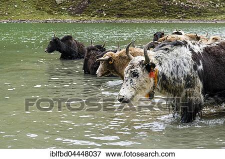Herd of yaks (Bos mutus) taking bath, Ice Lake, Braga, Manang District, Nepal, Asia View Large Photo Image Stock Photo - Herd of yaks (Bos mutus) taking bath, Ice Lake, Braga, Manang District, Nepal, Asia. Fotosearch