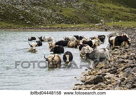 Herd of yaks (Bos mutus) taking bath, Ice Lake, Braga, Manang District, Nepal, Asia View Large Photo Image Stock Photo - Herd of yaks (Bos mutus) taking bath, Ice Lake, Braga, Manang District, Nepal, Asia. Fotosearch