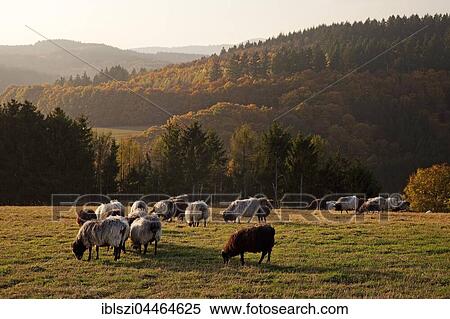 Stock Photography - Hilltop meadow with flock of sheep, Daun, Vulkaneifel, Eifel, Rhineland-Palatinate, Germany, Europe. Fotosearch