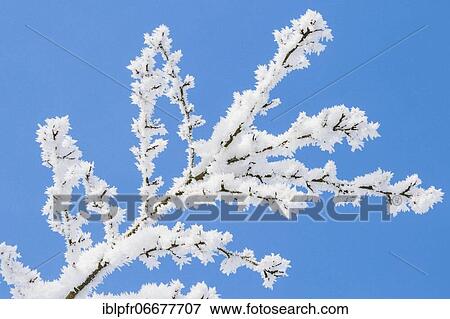 Hoarfrost on branch, Switzerland, Europe View Large Photo Image Stock Photo - Hoarfrost on branch, Switzerland, Europe. Fotosearch