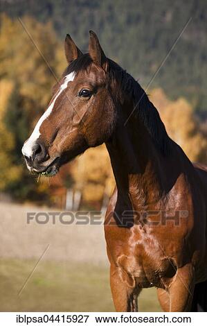 Holsteiner, brown horse, autumn, portrait, Tyrol, Austria, Europe View Large Photo Image Stock Photo - Holsteiner, brown horse, autumn, portrait, Tyrol, Austria, Europe. Fotosearch