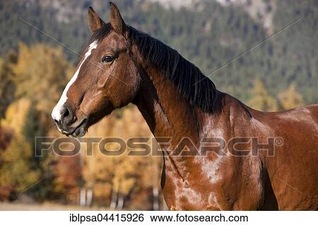 Holsteiner, brown horse, autumn, portrait, Tyrol, Austria, Europe View Large Photo Image Stock Photograph - Holsteiner, brown horse, autumn, portrait, Tyrol, Austria, Europe. Fotosearch