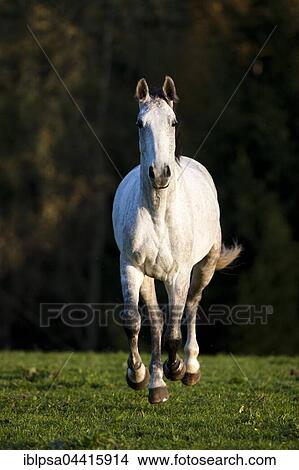 Holsteiner, Fliegenschimmel, horse galloping in meadow, autumn, Tyrol, Austria, Europe View Large Photo Image Picture - Holsteiner, Fliegenschimmel, horse galloping in meadow, autumn, Tyrol, Austria, Europe. Fotosearch