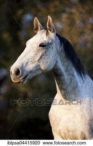 Holsteiner, Fliegenschimmel, horse, autumn, portrait, Tyrol, Austria, Europe View Large Photo Image Stock Image - Holsteiner, Fliegenschimmel, horse, autumn, portrait, Tyrol, Austria, Europe. Fotosearch