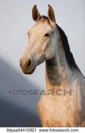 Holsteiner, Fliegenschimmel, horse, portrait, evening light, Tyrol, Austria, Europe View Large Photo Image Stock Image - Holsteiner, Fliegenschimmel, horse, portrait, evening light, Tyrol, Austria, Europe. Fotosearch