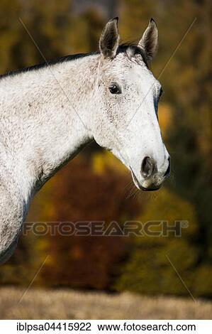 Holsteiner, Fliegenschimmel, horse, portrait, Tyrol, Austria, Europe View Large Photo Image Stock Image - Holsteiner, Fliegenschimmel, horse, portrait, Tyrol, Austria, Europe. Fotosearch