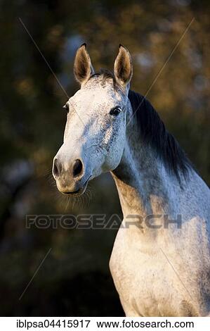 Holsteiner, Fliegenschimmel, horse, autumn, portrait, Tyrol, Austria, Europe View Large Photo Image Stock Photo - Holsteiner, Fliegenschimmel, horse, autumn, portrait, Tyrol, Austria, Europe. Fotosearch