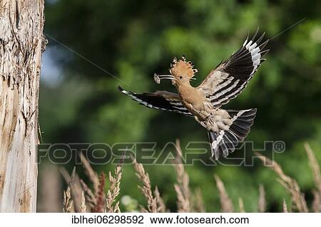 Stock Image - Hoopoe (Upupa epops) approaching nest hole, feeding, Kiskunság, Hungary, Europe. Fotosearch