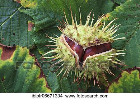 Horse chestnuts, Switzerland, Europe View Large Photo Image Picture - Horse chestnuts, Switzerland, Europe. Fotosearch