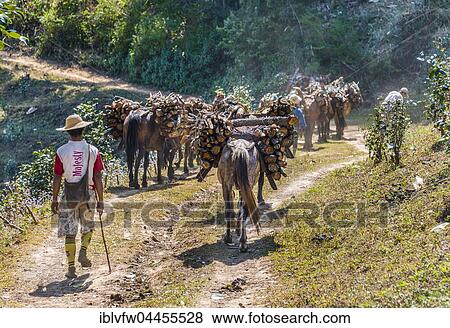 Stock Photo - Horses carrying firewood up hill, Palaung hilltribe, Palaung Village, Kyaukme, Shan State, Myanmar, Asia. Fotosearch