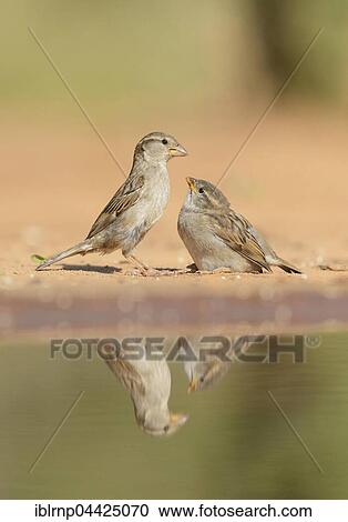 Stock Image - House Sparrows (Passer domesticus), female feeding young, Rio Grande Valley, Texas, USA, North America. Fotosearch
