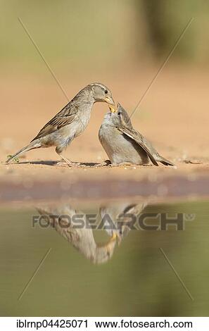 Stock Image - House Sparrows (Passer domesticus), female feeding young, Rio Grande Valley, Texas, USA, North America. Fotosearch