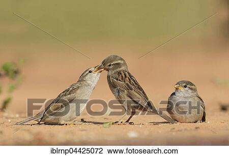 House Sparrows (Passer domesticus), female feeding young, Rio Grande Valley, Texas, USA, North America View Large Photo Image Stock Image - House Sparrows (Passer domesticus), female feeding young, Rio Grande Valley, Texas, USA, North America. Fotosearch