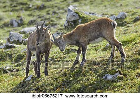 Ibex young (Capra ibex), Switzerland, Europe View Large Photo Image Stock Photo - Ibex young (Capra ibex), Switzerland, Europe. Fotosearch