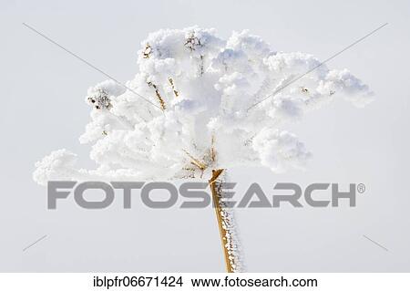 Ice detail on chervil, Switzerland, Europe View Large Photo Image Picture - Ice detail on chervil, Switzerland, Europe. Fotosearch