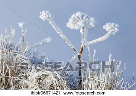 Ice detail on chervil, Switzerland, Europe View Large Photo Image Stock Image - Ice detail on chervil, Switzerland, Europe. Fotosearch