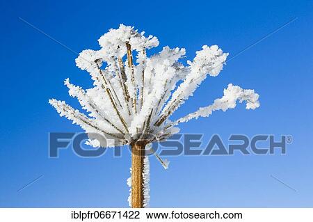 Stock Image - Ice detail on chervil, Switzerland, Europe. Fotosearch