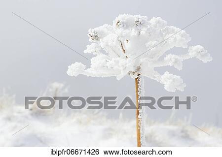 Ice detail on chervil, Switzerland, Europe View Large Photo Image Stock Photograph - Ice detail on chervil, Switzerland, Europe. Fotosearch