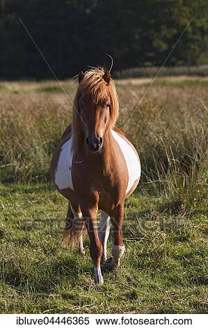 Iceland horse breed pony (Equus przewalskii f. Caballus), Przewalski's horse, running mare, Schleswig-Holstein, Germany, Europe View Large Photo Image Stock Photography - Iceland horse breed pony (Equus przewalskii f. Caballus), Przewalski's horse, running mare, Schleswig-Holstein, Germany, Europe. Fotosearch