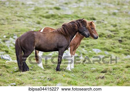 Icelandic chestnut and sorrel pinto horses in pasture, Kühtai Saddle pass, Tyrol, Austria, Europe View Large Photo Image Stock Photo - Icelandic chestnut and sorrel pinto horses in pasture, Kühtai Saddle pass, Tyrol, Austria, Europe. Fotosearch