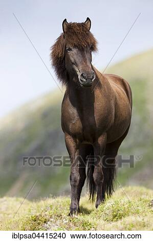 Icelandic chestnut horse in pasture, Kühtai Saddle pass, Tyrol, Austria, Europe View Large Photo Image Stock Image - Icelandic chestnut horse in pasture, Kühtai Saddle pass, Tyrol, Austria, Europe. Fotosearch