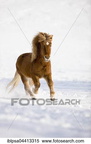 Icelandic horse galloping in snow, winter, Austria, Europe View Large Photo Image Stock Photography - Icelandic horse galloping in snow, winter, Austria, Europe. Fotosearch
