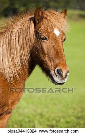Icelandic horse, green meadow, Austria, Europe View Large Photo Image Picture - Icelandic horse, green meadow, Austria, Europe. Fotosearch