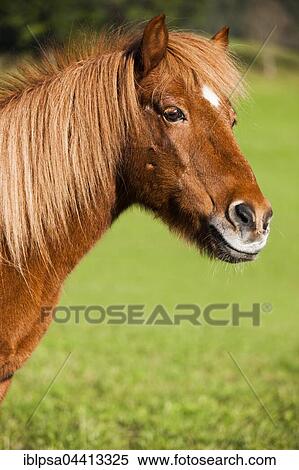 Icelandic horse, green meadow, Austria, Europe View Large Photo Image Stock Photography - Icelandic horse, green meadow, Austria, Europe. Fotosearch