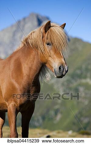 Icelandic horse in front of mountain range, Fuchs, Kühtai, Tyrol, Austria, Europe View Large Photo Image Stock Photo - Icelandic horse in front of mountain range, Fuchs, Kühtai, Tyrol, Austria, Europe. Fotosearch