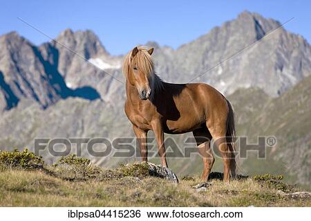 Stock Photograph - Icelandic horse on pasture in front of mountain range, Fuchs, Kühtai, Tyrol, Austria, Europe. Fotosearch