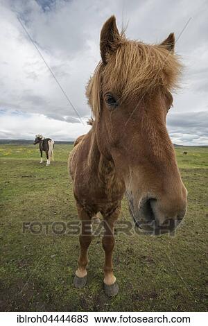Stock Image - Icelandic horse, pony, Iceland, Europe. Fotosearch