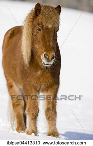 Icelandic horse standing in snow, winter, Austria, Europe View Large Photo Image Stock Image - Icelandic horse standing in snow, winter, Austria, Europe. Fotosearch