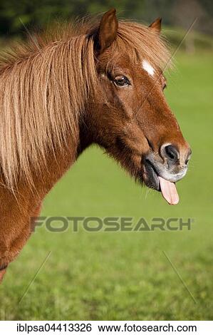 Icelandic horse with tongue out, green meadow, Austria, Europe View Large Photo Image Stock Photograph - Icelandic horse with tongue out, green meadow, Austria, Europe. Fotosearch