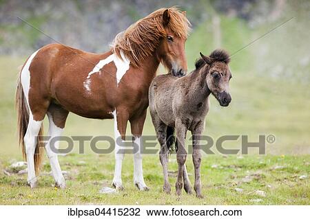 Icelandic mare grooming foal, Kühtai, Tyrol, Austria, Europe View Large Photo Image Stock Image - Icelandic mare grooming foal, Kühtai, Tyrol, Austria, Europe. Fotosearch