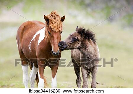 Icelandic mare with foal, Kühtai, Tyrol, Austria, Europe View Large Photo Image Stock Image - Icelandic mare with foal, Kühtai, Tyrol, Austria, Europe. Fotosearch