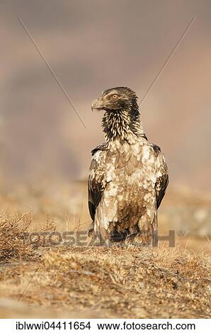 Picture - Immature bearded vulture (Gypaetus barbatus), Giant's Castle National Park, Kwazulu-Natal, South Africa, Africa. Fotosearch